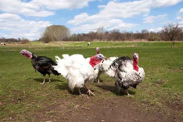 Pavo macho o gobbler en el pueblo — Foto de Stock