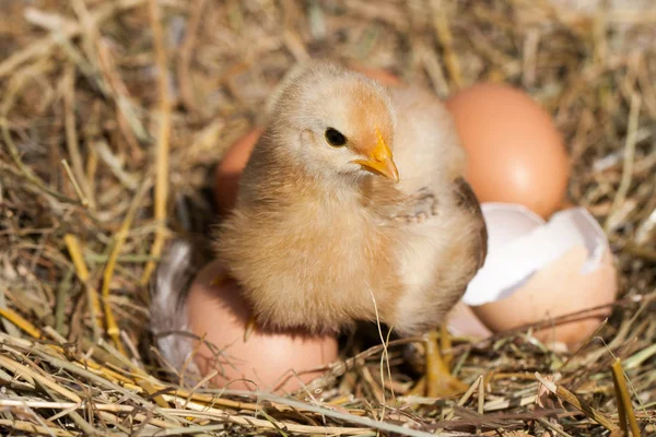 Baby kuřátko s nefunkční skořápku a vejce v slaměném hnízdě — Stock fotografie