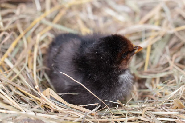 Frango bebê preto no ninho de palha — Fotografia de Stock