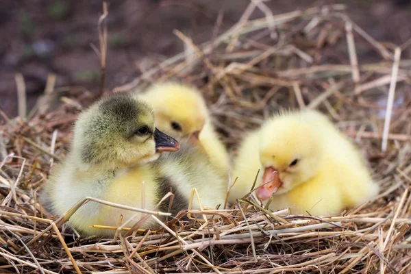 Drie kleine binnenlandse gosling in stro nest — Stockfoto