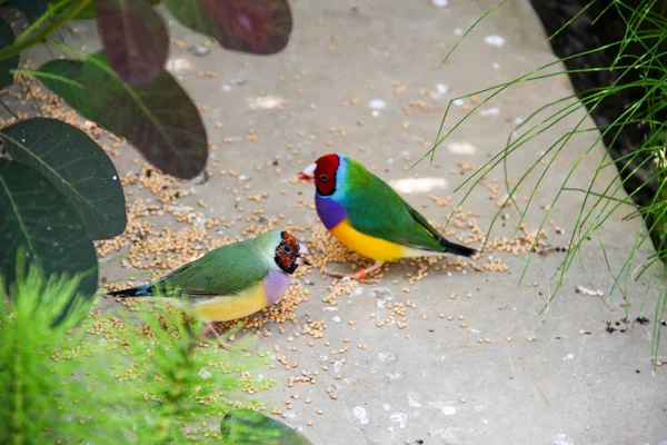 O tentilhão de Gouldian ou Erythrura gouldiae, também conhecido por tentilhão de Lady Gouldian, tentilhão de Goulds ou tentilhão do arco-íris — Fotografia de Stock