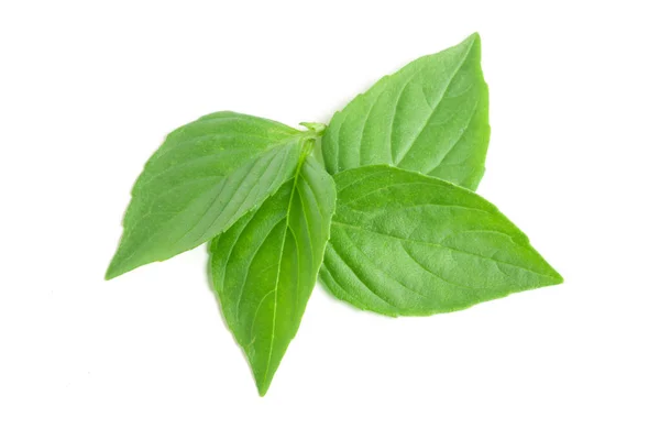 Basilico foglie di erbe isolate su sfondo bianco primo piano — Foto Stock