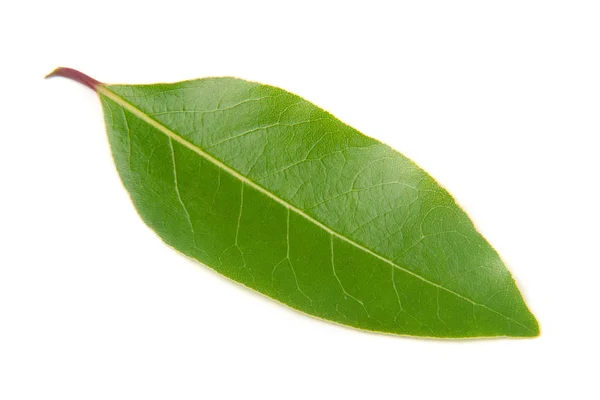 흰색 배경에 고립 된 신선한 월계수 잎 — 스톡 사진