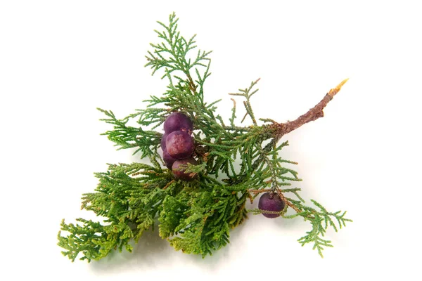 Beyaz arka plan üzerinde izole çilek ile yeşil ardıç şube