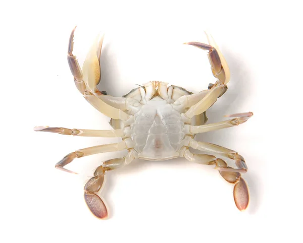 Live crab lying on the back isolated on a white background — Stock Photo, Image