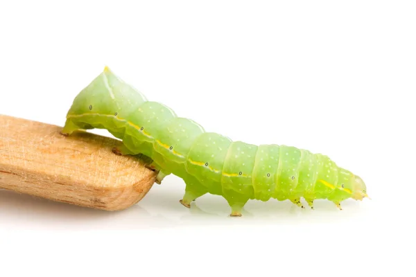 Groene rups op stick geïsoleerd op witte achtergrond — Stockfoto