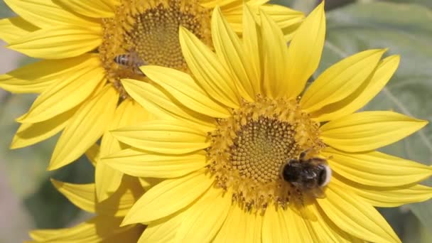 Bumblebees on a sunflower. Close up view — Stock Video