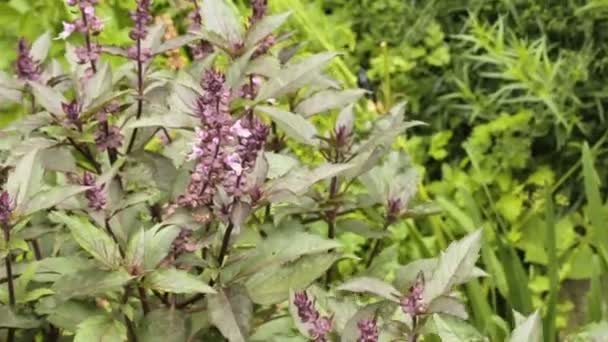 Bush albahaca púrpura creciendo en el jardín — Vídeo de stock