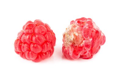 Ahududu şımarık izole üzerinde beyaz arka plan makro