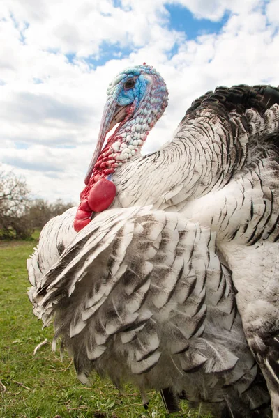 Turkey male or gobbler closeup on the blue sky background — Stock Photo, Image