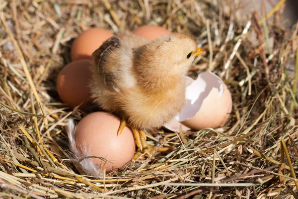 Frango bebé com casca de ovo partida e ovos no ninho de palha — Fotografia de Stock