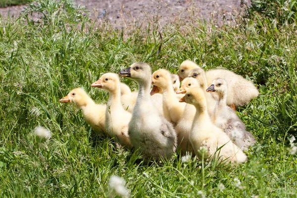 Een zwerm van kleine ganzen grazen in het groene gras — Stockfoto