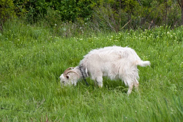 Una capra bianca al pascolo su erba verde in un campo — Foto Stock