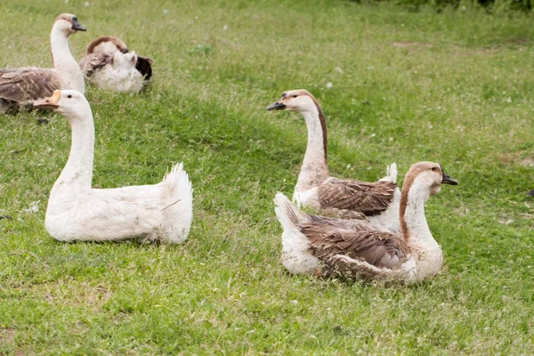 Rebanho de gansos pastando na grama no campo de primavera — Fotografia de Stock