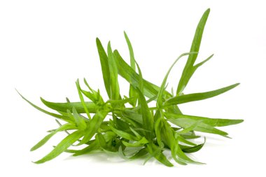 Beyaz bir arka plan üzerinde izole tarhun. Artemisia dracunculus