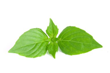 Beyaz arka plan closeup izole fesleğen bitki yaprakları