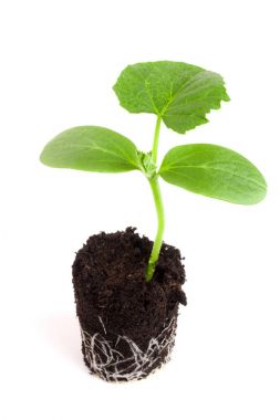 Beyaz arka plan üzerinde izole toprakta salatalık fide