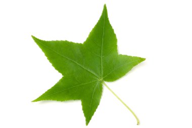 green leaf of Liquidambar styraciflua isolated on white backgrou clipart