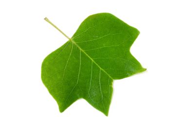 Bir Lale kavak yaprağı veya bir WHI izole Liriodendron tulipifera