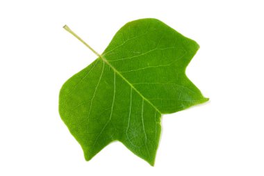 A Tulip poplar leaf or Liriodendron tulipifera isolated on a whi clipart