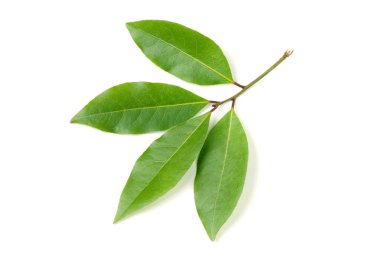 Beyaz arka plan üzerinde izole taze defne yaprağı