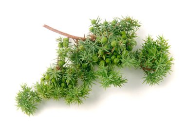 Beyaz arka plan üzerinde izole çilek ile yeşil ardıç şube