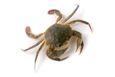 Beyaz bir arka plan üzerinde izole yenilebilir hayatta Yengeç