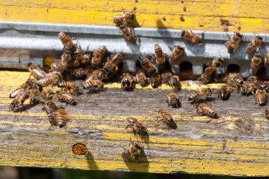 Arılar ön giriş yakın çekim yığını. Seçici odak