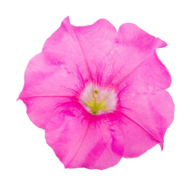 pembe beyaz zemin üzerine izole petunya çiçeği