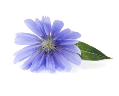 Beyaz arka plan makro'izole yaprak hindiba çiçek