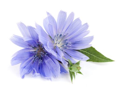 Beyaz arka plan makro'izole yaprak hindiba çiçek