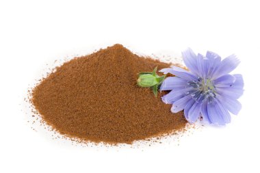 hindiba çiçek ve anlık hindiba beyaz bir arka plan üzerinde izole toz. Cichorium intybus.