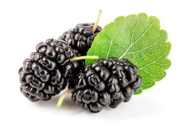 Beyaz arka planda yaprak izole edilmiş dut üzümü