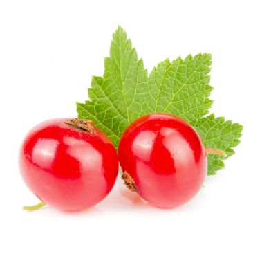 Frenk üzümü berry beyaz arka plan makro'izole yaprak ile