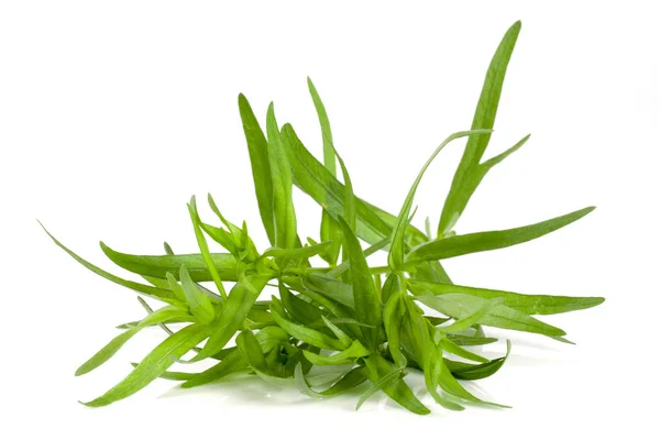 Tarragon isolated on a white background. Artemisia dracunculus — Stock Photo, Image