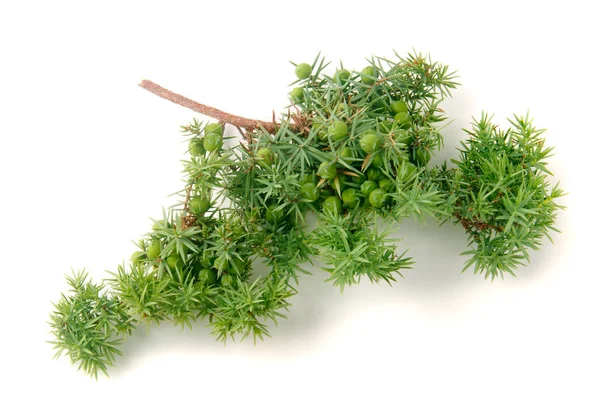 Beyaz arka plan üzerinde izole çilek ile yeşil ardıç şube