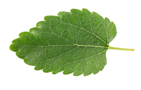 Hoja de morera aislada sobre un fondo blanco —  Fotos de Stock