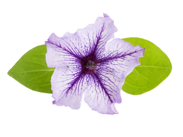 白バックの分離した緑の葉とペチュニアの紫色の花 — ストック写真