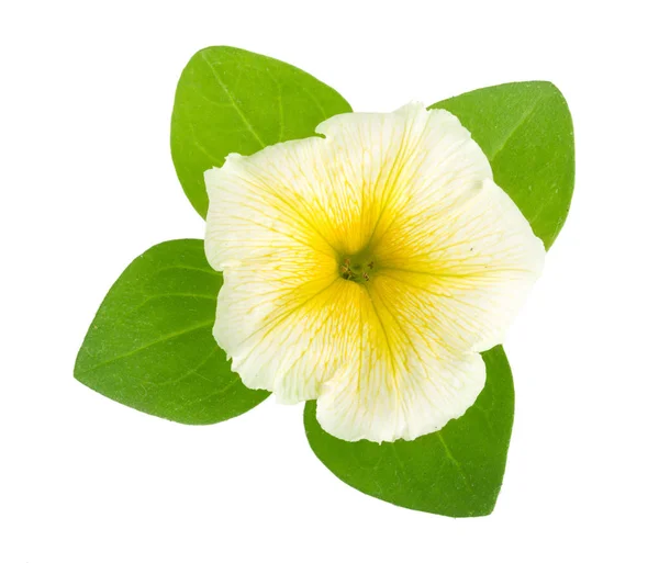 Petunya üzerinde beyaz bac izole yeşil yaprakları ile sarı çiçek — Stok fotoğraf