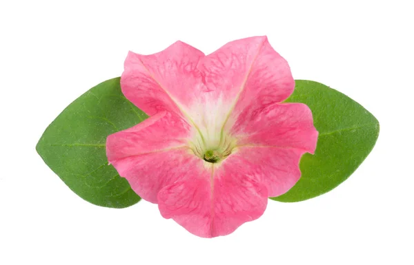 녹색 잎 백색 찾기에 절연 피튜니아의 핑크 꽃 — 스톡 사진