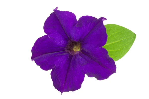 Фіолетова квітка петунії з зеленим листям ізольовані на білому фоні — стокове фото