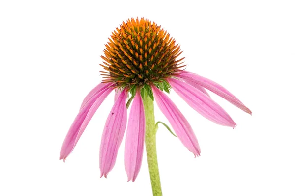 Coneflower ou Echinacea purpurea isolado sobre fundo branco — Fotografia de Stock