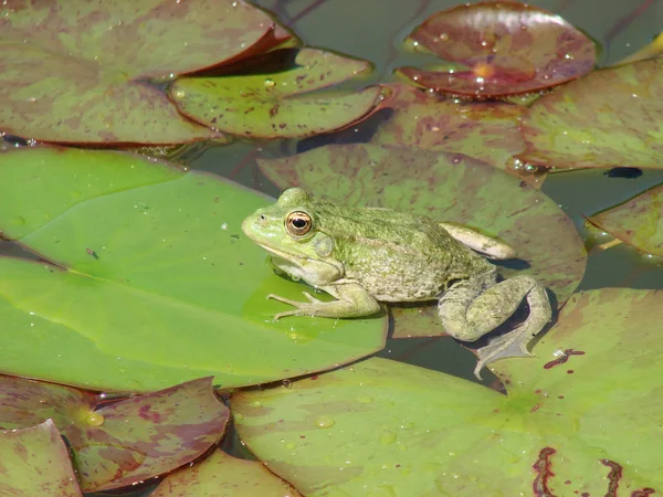 Žába sedící na list Vodní lilie — Stock fotografie