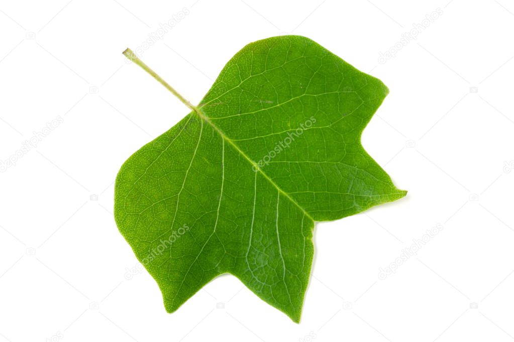 A Tulip poplar leaf or Liriodendron tulipifera isolated on a whi