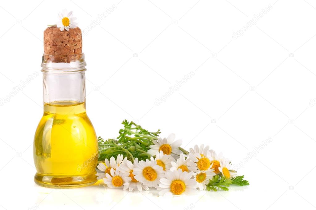 bottle with essential oil and fresh chamomile flowers isolated on white background