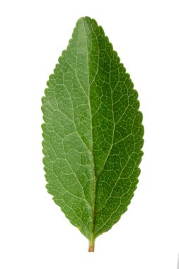 Beyaz arka plan üzerinde izole yaprak yeşil erik