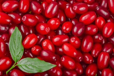 arka plan olarak yaprak ile kızılcık berry. Üstten Görünüm