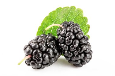 Beyaz arka planda yaprak izole edilmiş dut üzümü