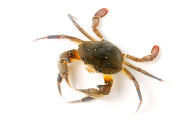 Beyaz bir arka plan üzerinde izole yenilebilir hayatta Yengeç