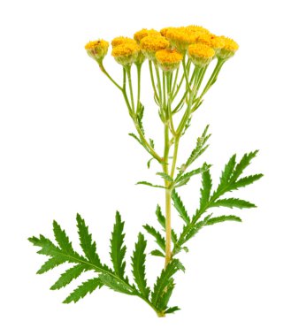 Beyaz bir arka plan üzerinde izole solucan otu. Tıbbi bitki